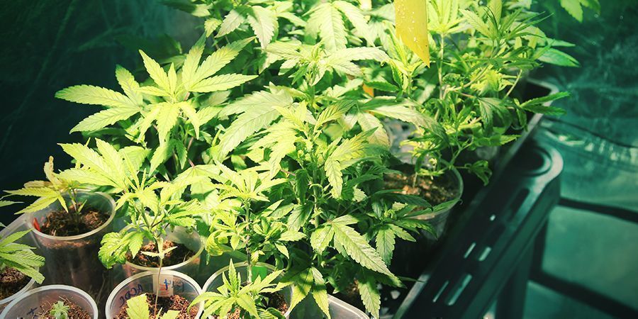 Proměnn&eacute; při pěstov&aacute;n&iacute;