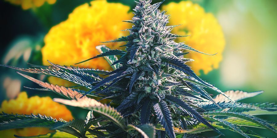 Krok 3: Určete, kde budete pěstovat, a m&iacute;sto v př&iacute;padě potřeby připravte