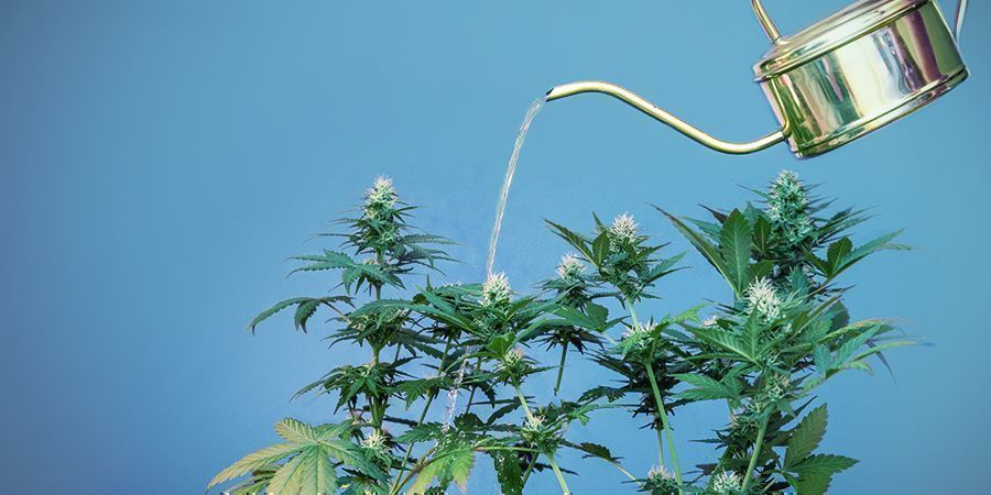 KROK 6: PEČUJTE O SV&Eacute; ROSTLINY DOD&Aacute;V&Aacute;N&Iacute;M VODY A ŽIVIN