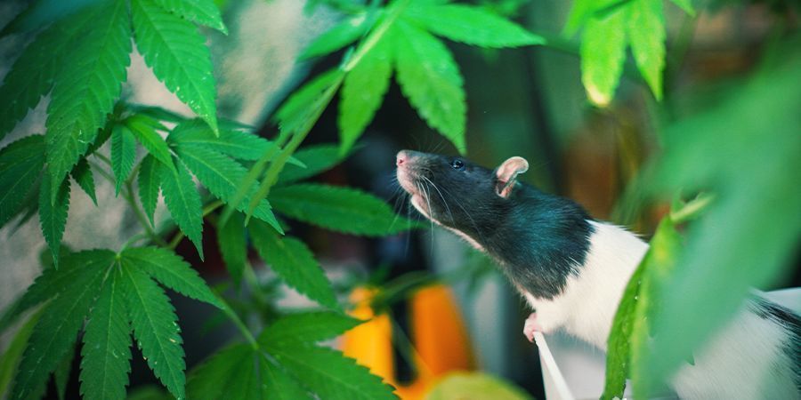 Jak&eacute; jsou v&yacute;hody a nev&yacute;hody guerillov&eacute;ho pěstov&aacute;n&iacute;?