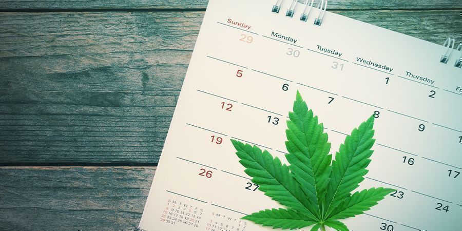 Kdy zač&iacute;t s guerillov&yacute;m pěstov&aacute;n&iacute;m