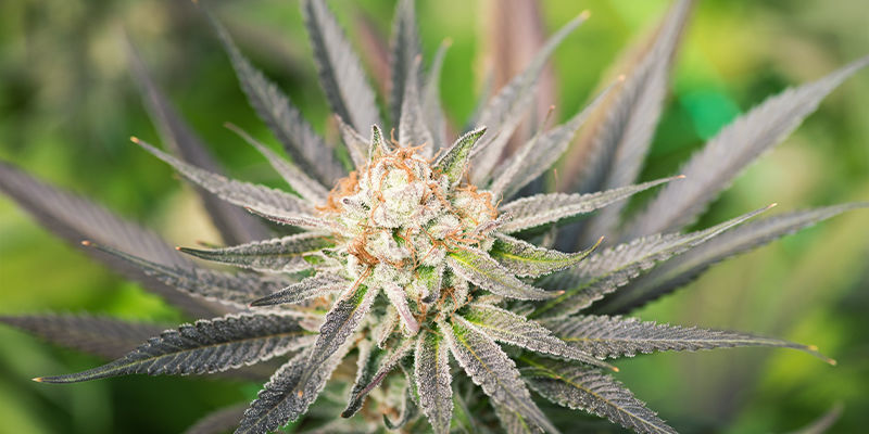 Pěstov&aacute;n&iacute; samonakv&eacute;tac&iacute;ch odrůd venku