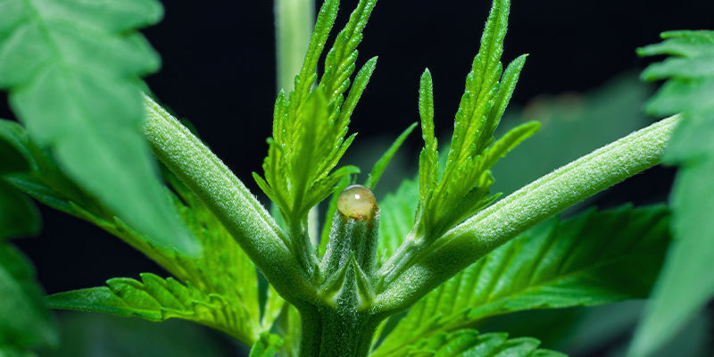 Tr&eacute;nink, za&scaron;tipov&aacute;n&iacute;, prořez&aacute;v&aacute;n&iacute; (květen, červen, červenec, srpen)