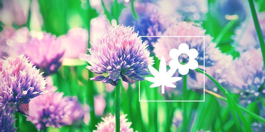 Společn&eacute; pěstov&aacute;n&iacute; konop&iacute;: pažitka