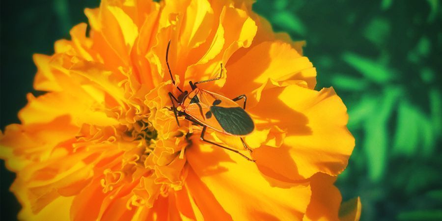 zvažte vytvořen&iacute; vněj&scaron;&iacute; ochrann&eacute; vrstvy t&eacute;to rostliny kolem z&aacute;honu s konop&iacute;m