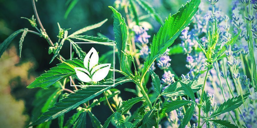 PODPORUJE PŘIROZEN&Eacute; A EKOLOGICK&Eacute; PĚSTOV&Aacute;N&Iacute;