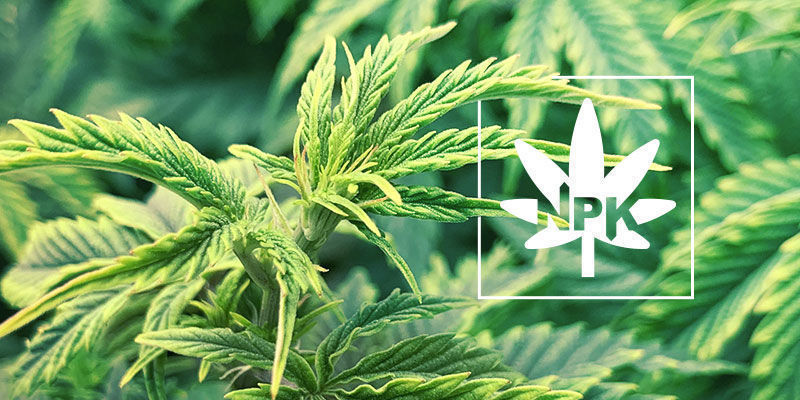 V&scaron;e o mobiln&iacute;ch a nemobiln&iacute;ch živin&aacute;ch v rostlin&aacute;ch