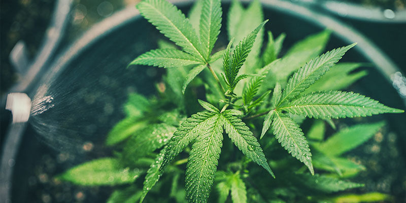 Jak napravit nedostatek mobiln&iacute;ch a nemobiln&iacute;ch živin