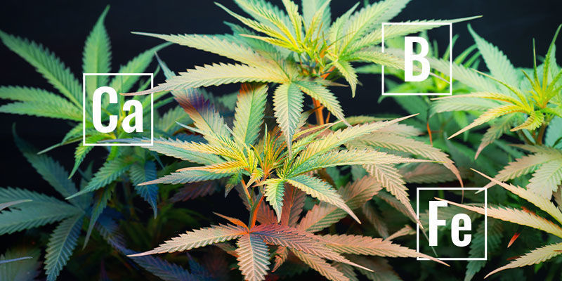 Co jsou nepohybliv&eacute; rostlinn&eacute; živiny?