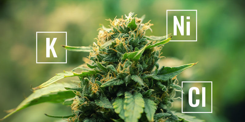 Co jsou mobiln&iacute; živiny v rostlin&aacute;ch?