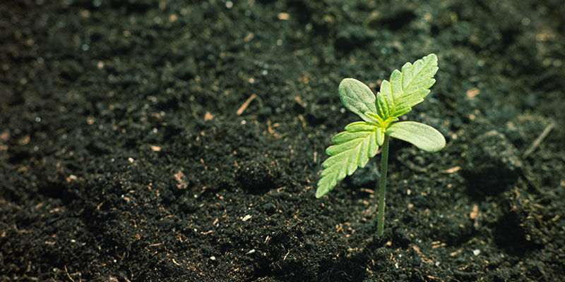 Dostupnost živin v konop&iacute;: Miner&aacute;ln&iacute; a organick&eacute; složen&iacute; půdy