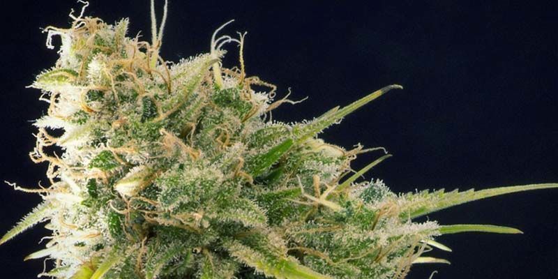 Matar&oacute; Blue (Kannabia)