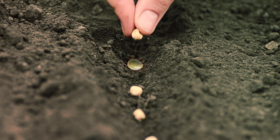 Jak využ&iacute;t doprovodn&eacute; rostliny při pěstov&aacute;n&iacute; konop&iacute;