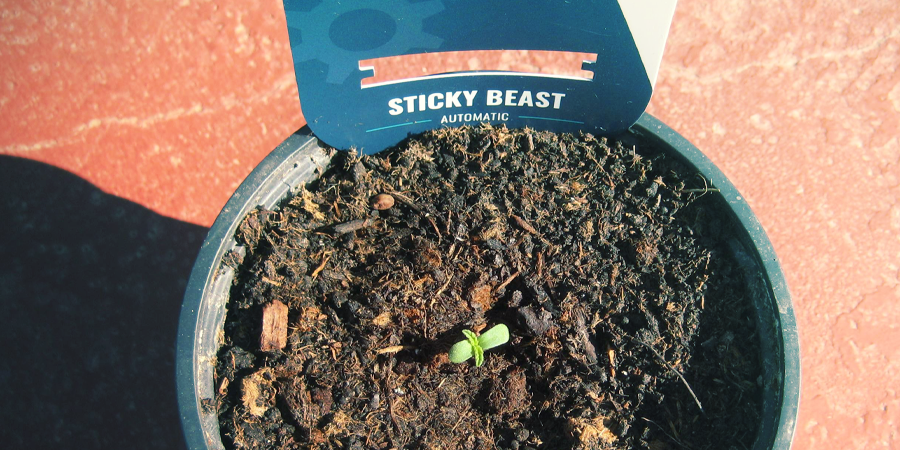 Jak kl&iacute;čit semena konop&iacute;