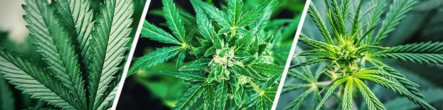 Sativa vs indica vs hybrid cannabis seeds