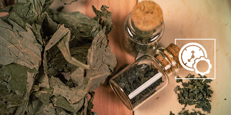 Jak dlouho zůst&aacute;v&aacute; &scaron;alvěj divotvorn&aacute; v těle?