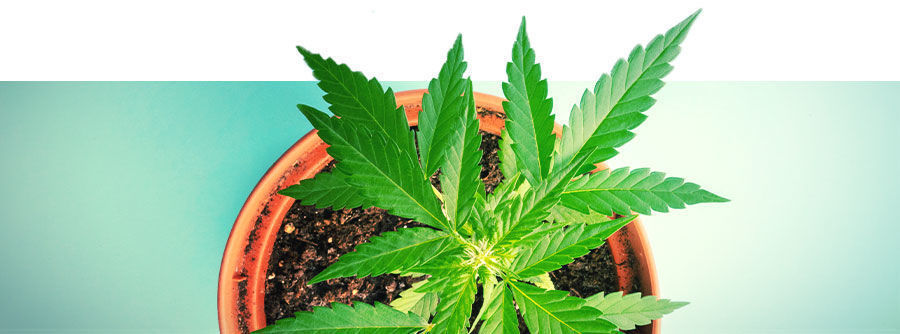 Samonakv&eacute;tac&iacute; semena konop&iacute;