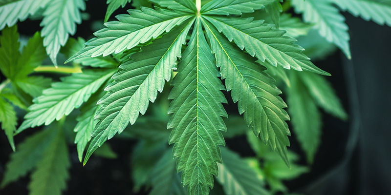 Které rostliny se používají k výrobě CBD produktů s vysokým obsahem CBD?