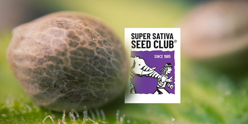 Obsahuje katalog Super Sativa Seed Club v&yacute;hradně semena sativy?