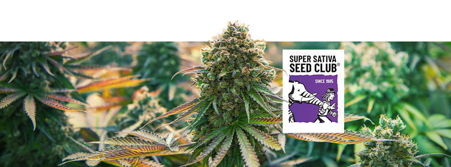 Informace o Super Sativa Seed Club