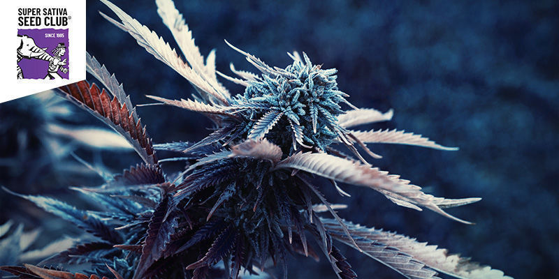 Kees&rsquo; Old School Haze (Super Sativa Seed Club)