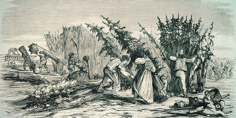 Původ SSSC (Super Sativa Seed Club)