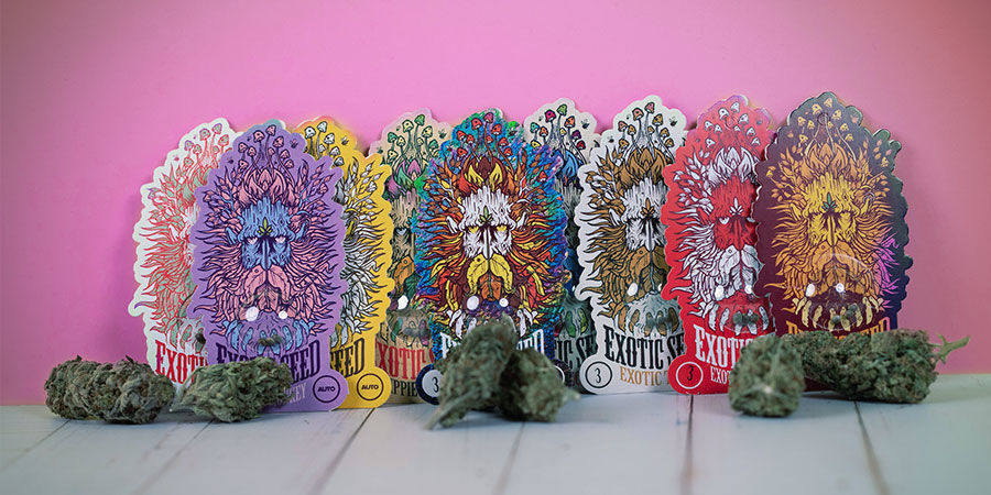 Oceňovan&eacute; odrůdy konop&iacute; Exotic Seed