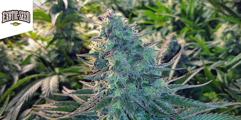 Blue Monkey - Exotic Seed