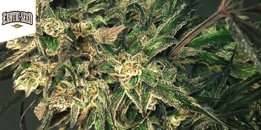 Exotic Colours - Exotic Seed