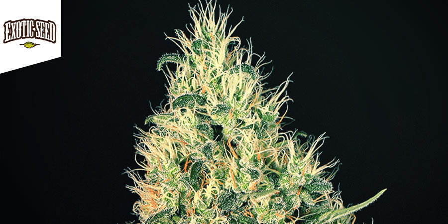 Gypsy Widow - Exotic Seed