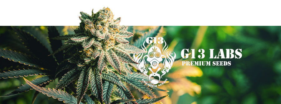 G13 Labs - Semena konop&iacute;