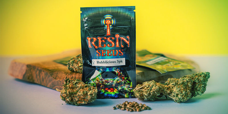 Č&iacute;m jsou Resin Seeds v&yacute;jimečn&aacute;?