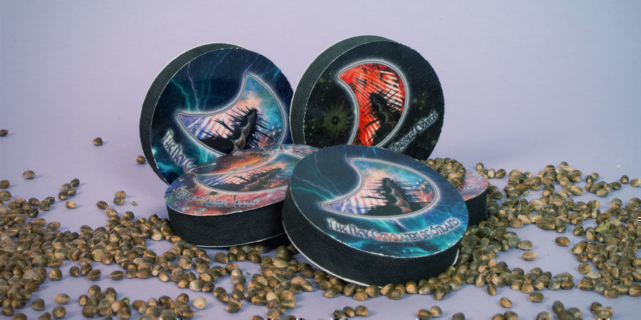 Nejlep&scaron;&iacute; odrůdy konop&iacute; GeneSeeds