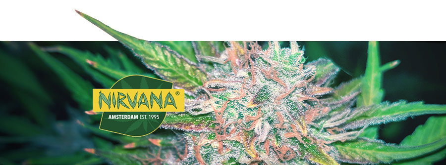Informace o Nirvana Seeds