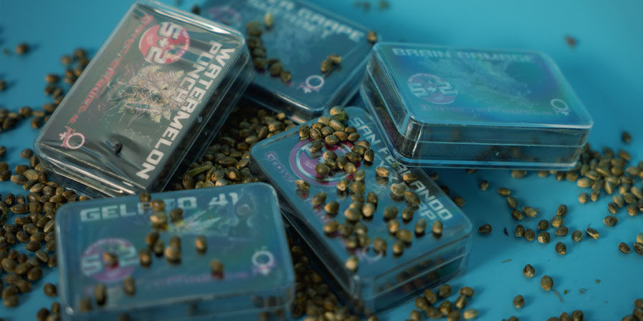 Koupit semena Growers Choice