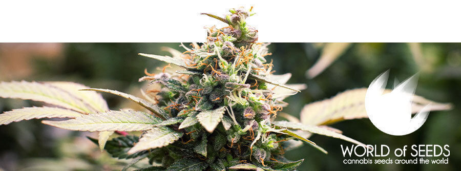 Informace o World Of Seeds