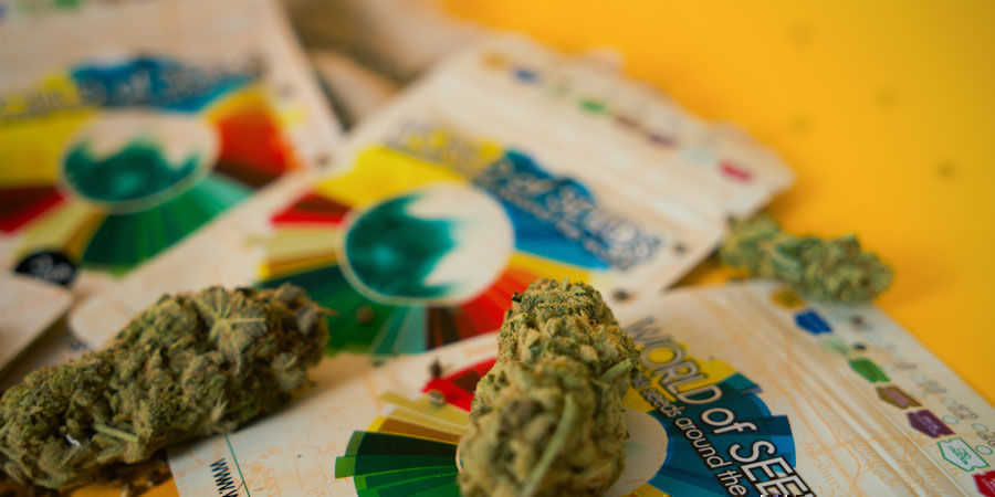 Jak&eacute; jsou nejlep&scaron;&iacute; odrůdy konop&iacute; od World Of Seeds?