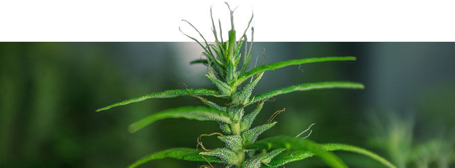 Klasick&eacute; odrůdy konop&iacute;