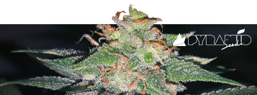 Informace o Pyramid Seeds