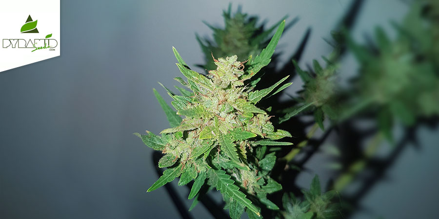 Auto Nefertiti (Pyramid Seeds) Feminized