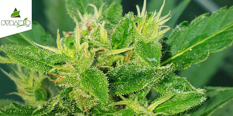 Auto Super Hash (Pyramid Seeds) Feminizovan&aacute;