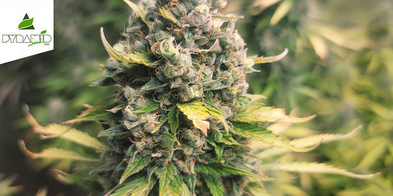 Auto Tutankhamon (Pyramid Seeds) feminizovan&aacute;