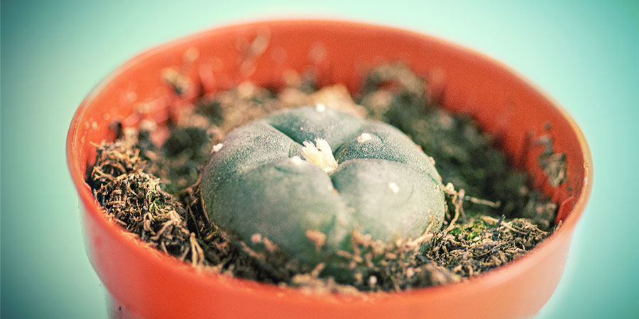 JAK NAKUPOVAT KAKTUSY S MEZKALINEM