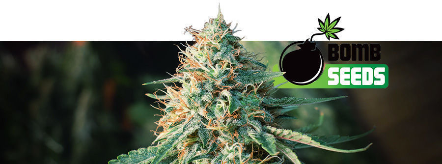 Informace o Bomb Seeds