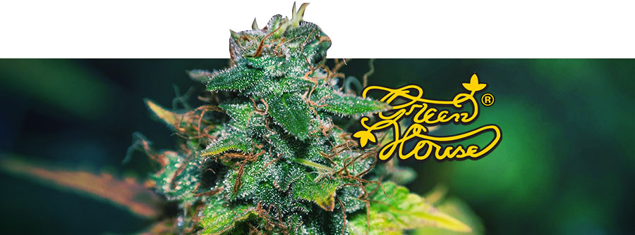 Informace Greenhouse Seeds