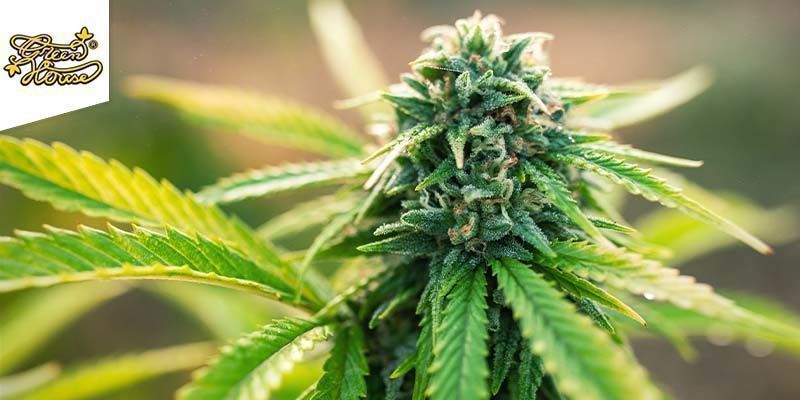 Super Lemon Haze (Greenhouse Seeds)