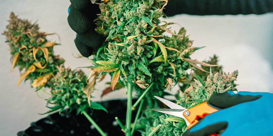 Odrůdy s vysok&yacute;m obsahem CBD vs odrůdy s vysok&yacute;m obsahem THC