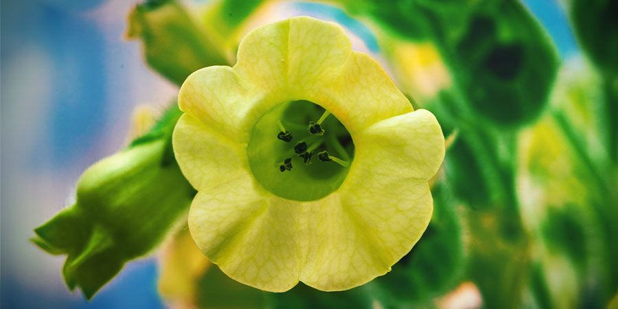 Aztec Tobacco (Mapacho)