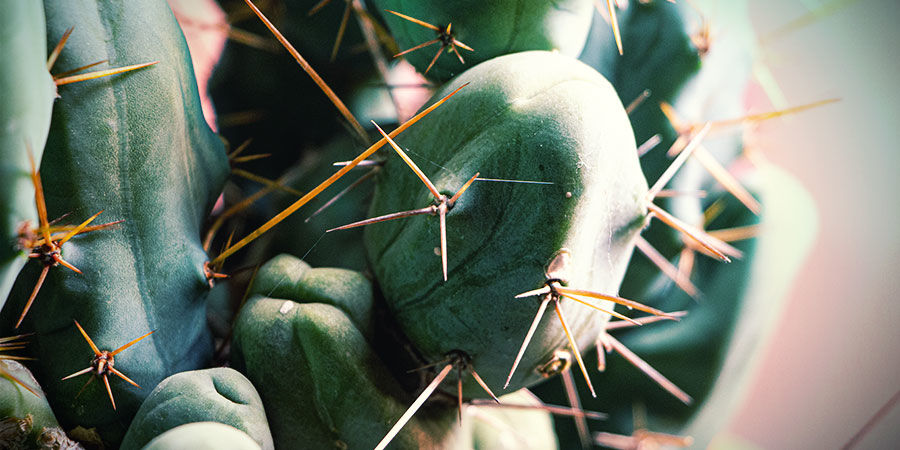 Bolivian Torch (Echinopsis lageniformis