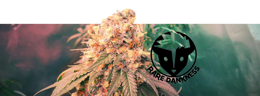 Informace o Rare Dankness